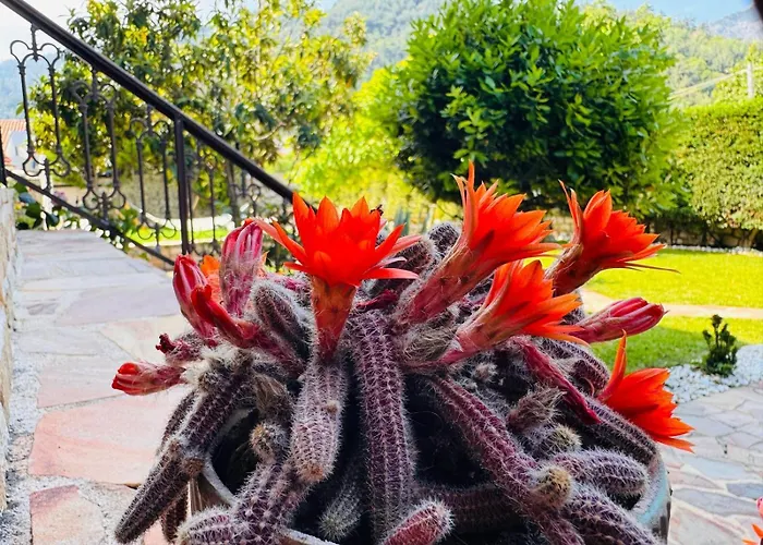 Anassa Deluxe & Apart Otel Skala Potamia (Thasos)