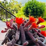 Anassa Deluxe & Ξενοδοχείο με διαμερίσματα Σκάλα Ποταμιάς